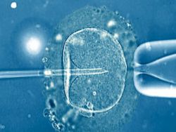 хэтчинг эмбрионов