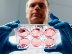длительное культивирование эмбрионов in vitro