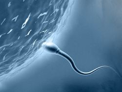 сколько нужно спермы чтобы забеременеть