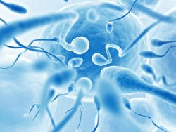 морфология сперматозоидов