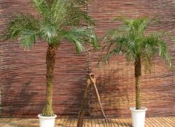 Комнатные пальмы