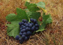 Чем подкормить виноград осенью