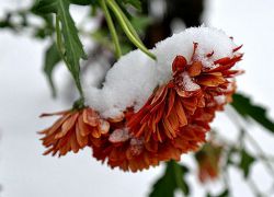 как зимуют хризантемы