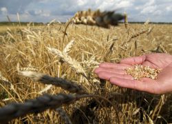 сорта озимой пшеницы