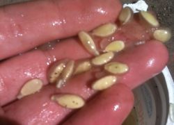 как правильно собрать семена огурцов
