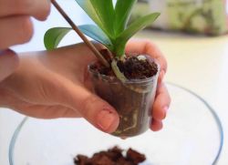 Как правильно пересадить орхидею в домашних условиях