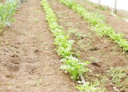 как выращивать сельдерей черешковый