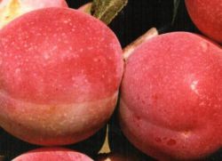 слива персиковая описание сорта