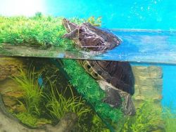 аквариум для красноухой черепахи  