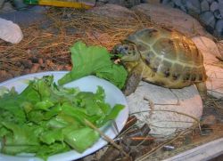 Чем кормить сухопутную черепаху зимой 