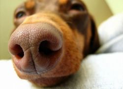 Чем лечить насморк у собаки