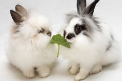 Что едят декоративные кролики 