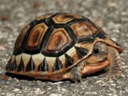 Как определить пол сухопутной черепахи