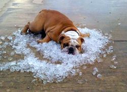 Как помочь собаке в жару1