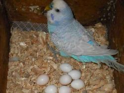 Как размножаются попугаи1