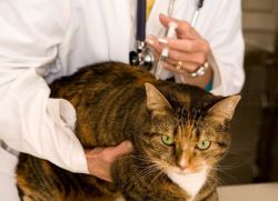 Короновирусная инфекция у кошек симптомы 