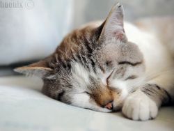 Кальцивироз  у кошек - симптомы1