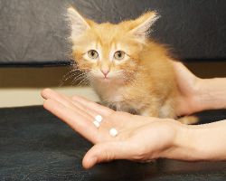 вирусный перитонит кошек симптомы