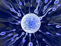 Общая подвижность сперматозоидов 11