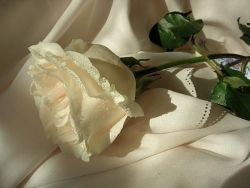 Белые розы что значит. К чему дарят белые розы: сведения из истории. Кому дарят белые розы