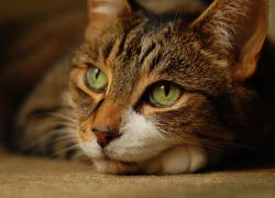 Болезни кошек симптомы и лечение
