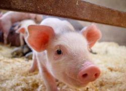 болезни свиней и их лечение