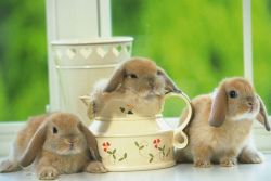 болезни ушей у кроликов