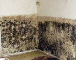 борьба с грибком на стенах