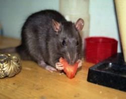 Чем кормить крысу