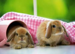 Декоративные кролики уход и кормление 