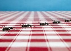 Домашние муравьи причины появления