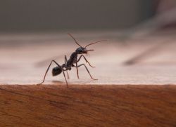 Домашние муравьи причины появления1