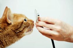 болезни глаз у кошек