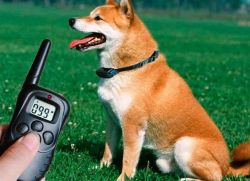 электроошейники для собак