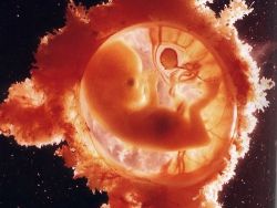 Эмбрион 12 недель