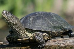 Европейская болотная черепаха1