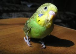 Имена для волнистых попугаев-мальчиков1