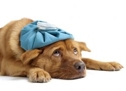 имунофан для собак