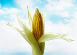 кукуруза польза и вред