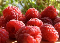 малина ягода полезные свойства