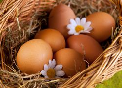 Почему нельзя есть много яиц