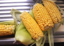 вареная кукуруза польза и вред