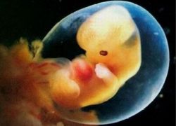 витрификация эмбрионов