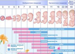 акушерский календарь беременности по неделям