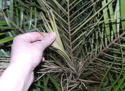Финиковая пальма сохнут листья