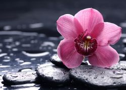 как часто поливать орхидею во время цветения