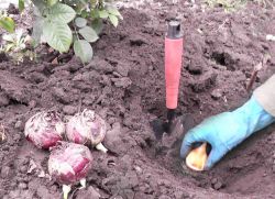 Как посадить тюльпаны под зиму