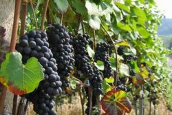 как посадить виноград на даче