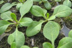 как вырастить петунию из семян