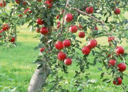 сколько раз плодоносит яблоня